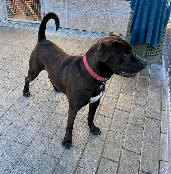 NIGEL CERCA FAMIGLIA Foto 8